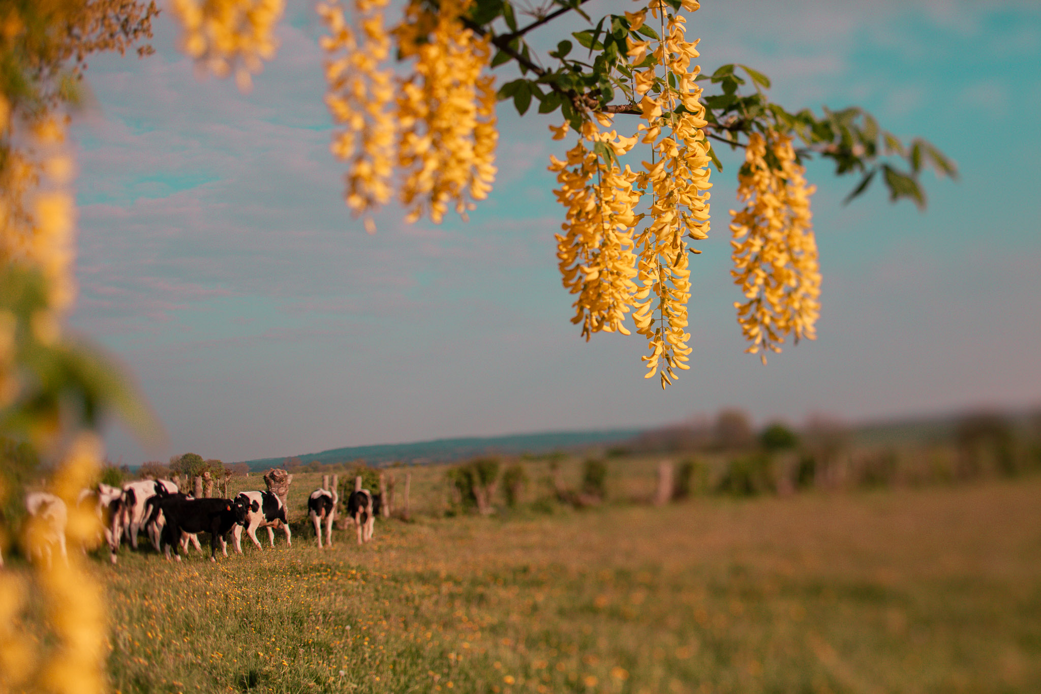 Family Life | Normandy