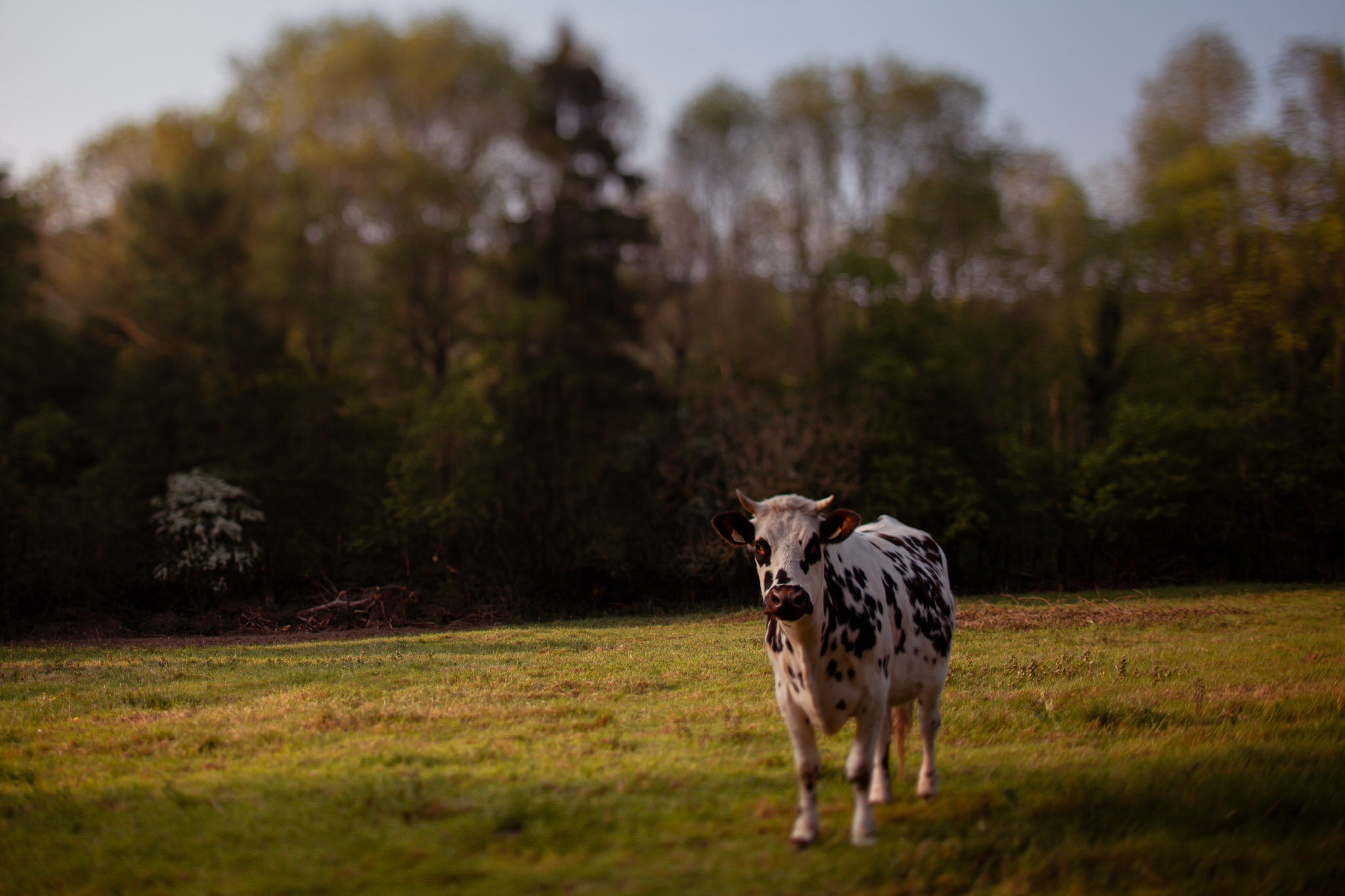 Family Life | Normandy
