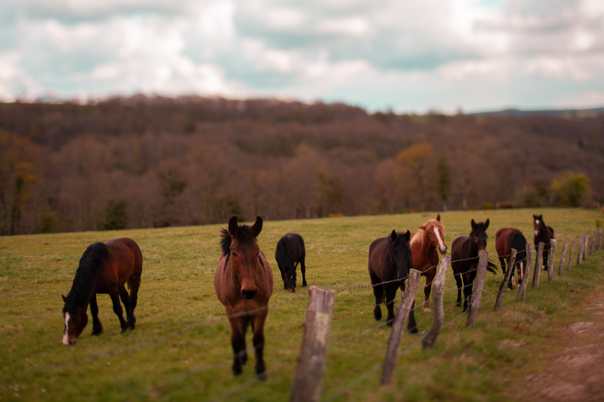 Family Life | Normandy