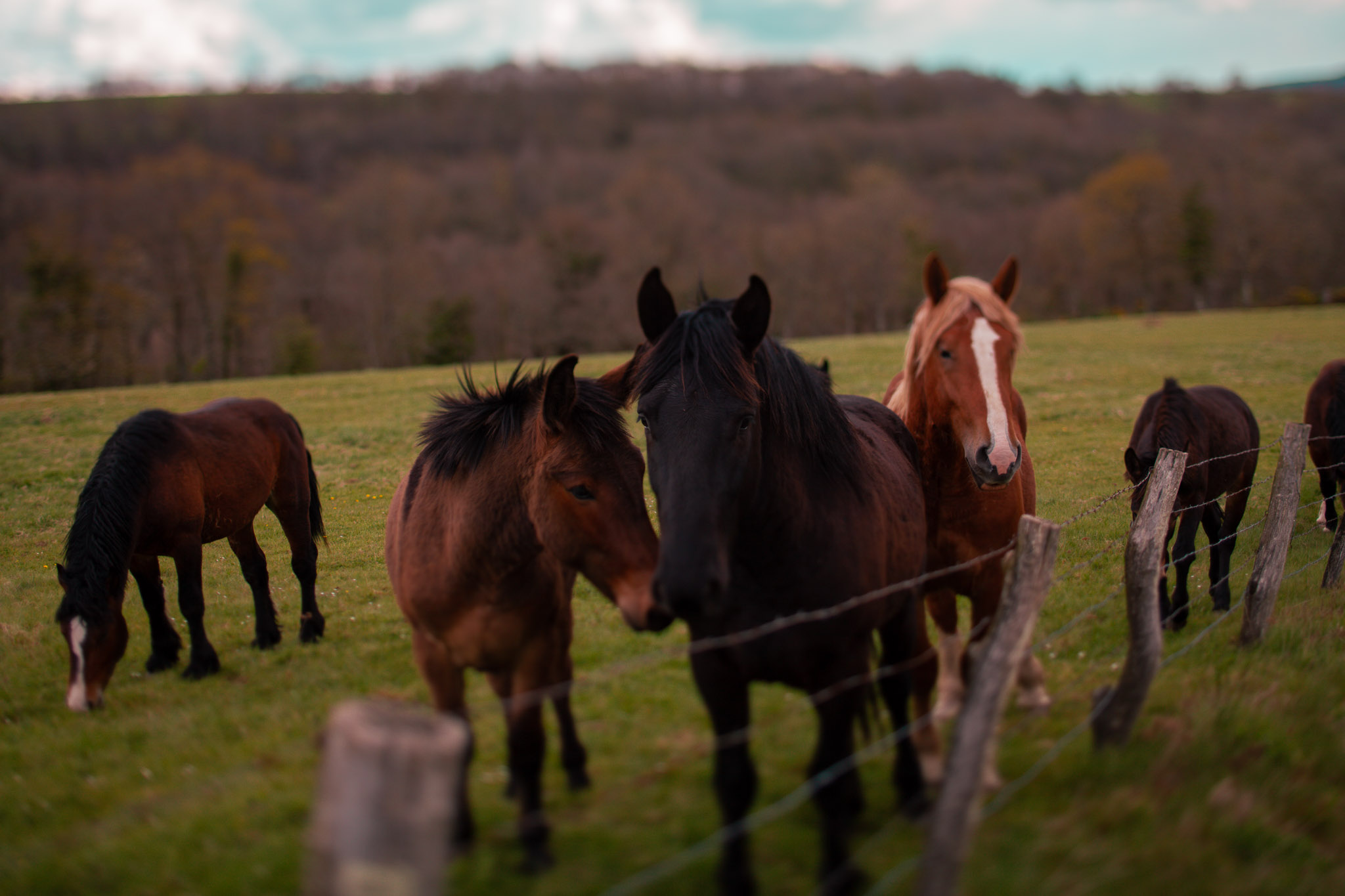 Family Life | Normandy