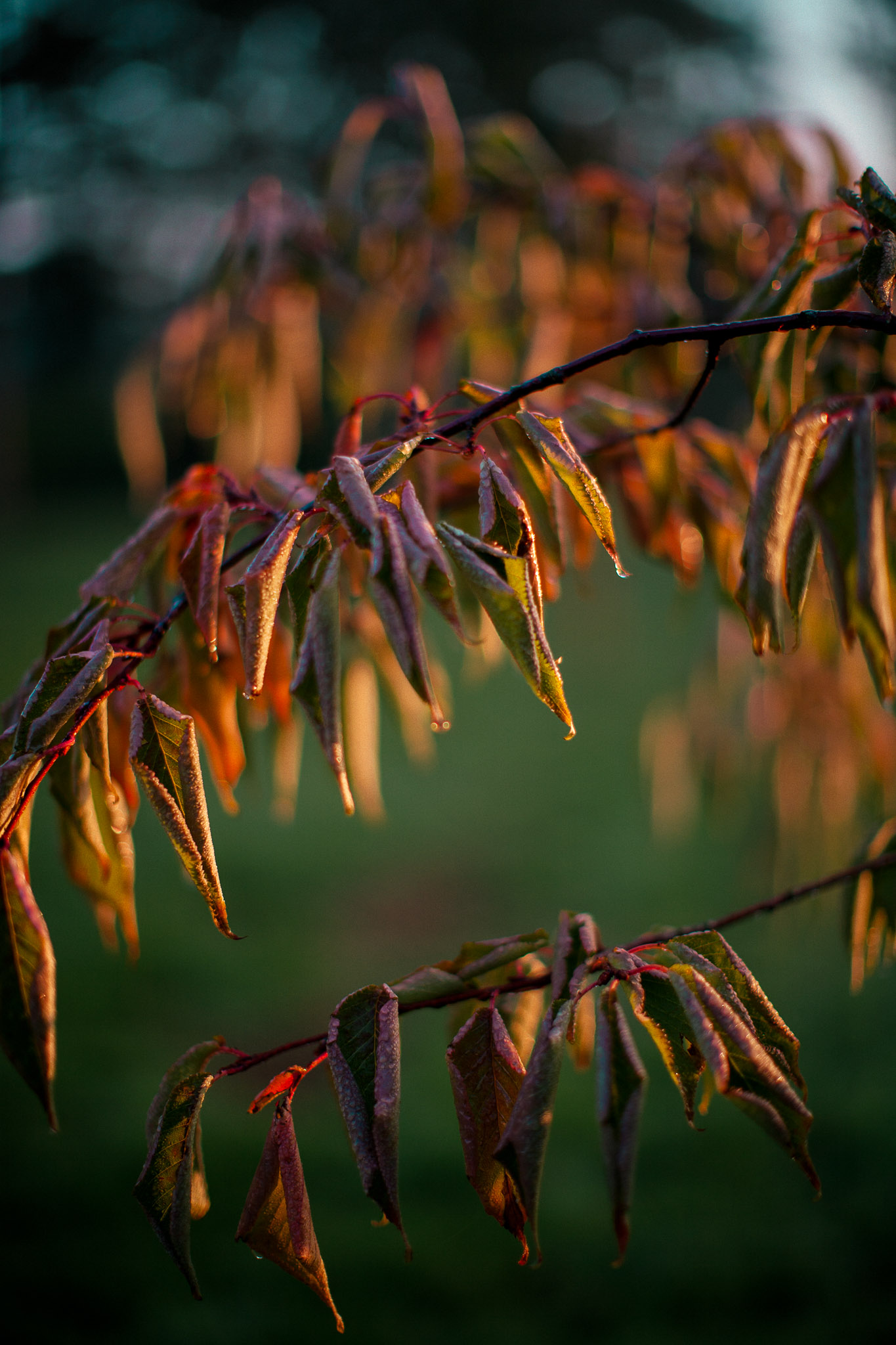Elsing Hall Gardens