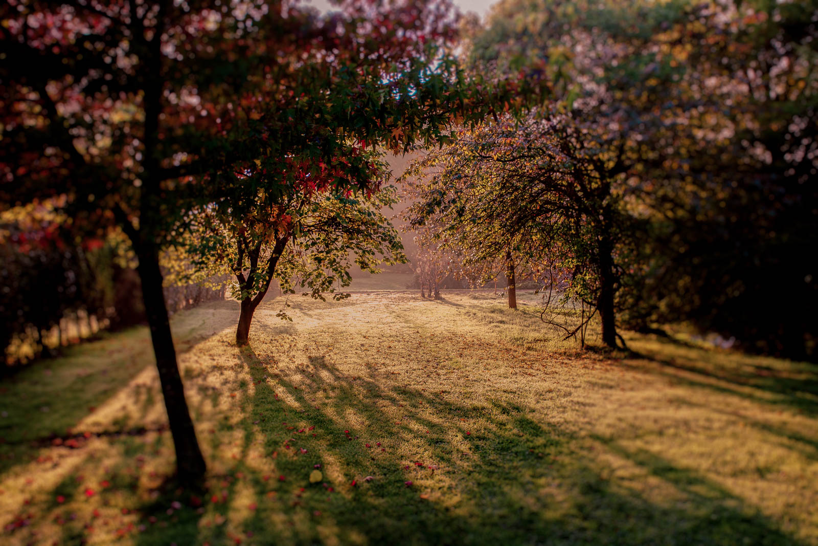 Elsing Hall Gardens
