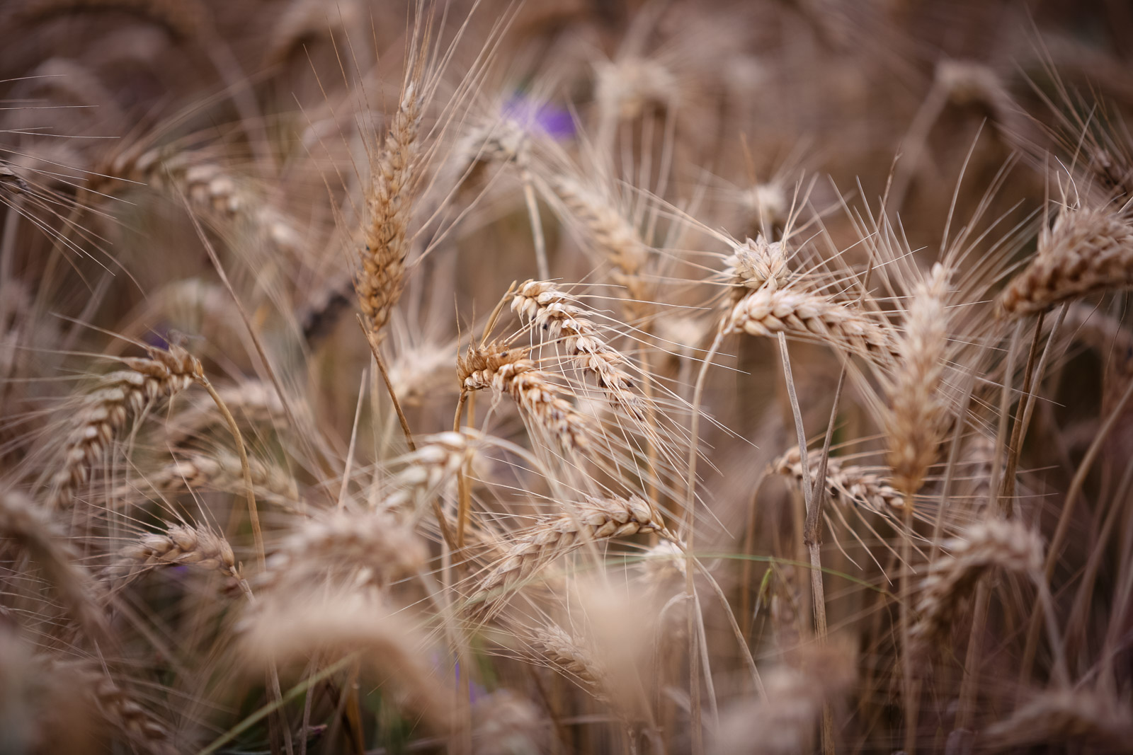 Family Life | Normandy