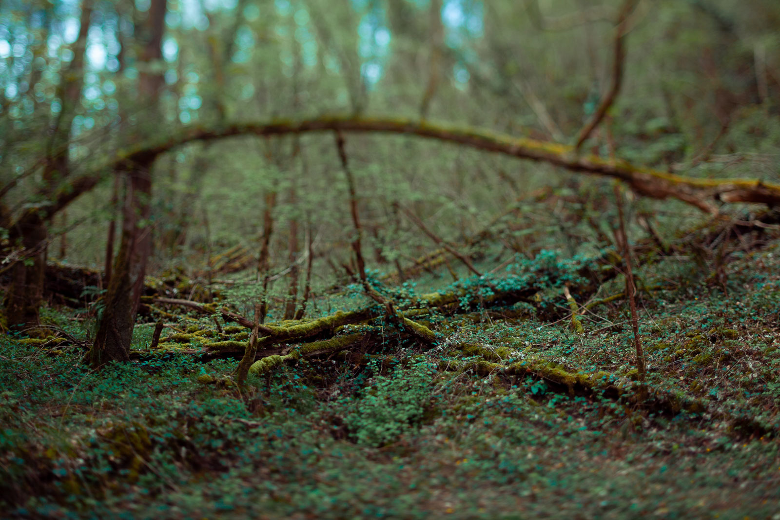 Family Life | Normandy