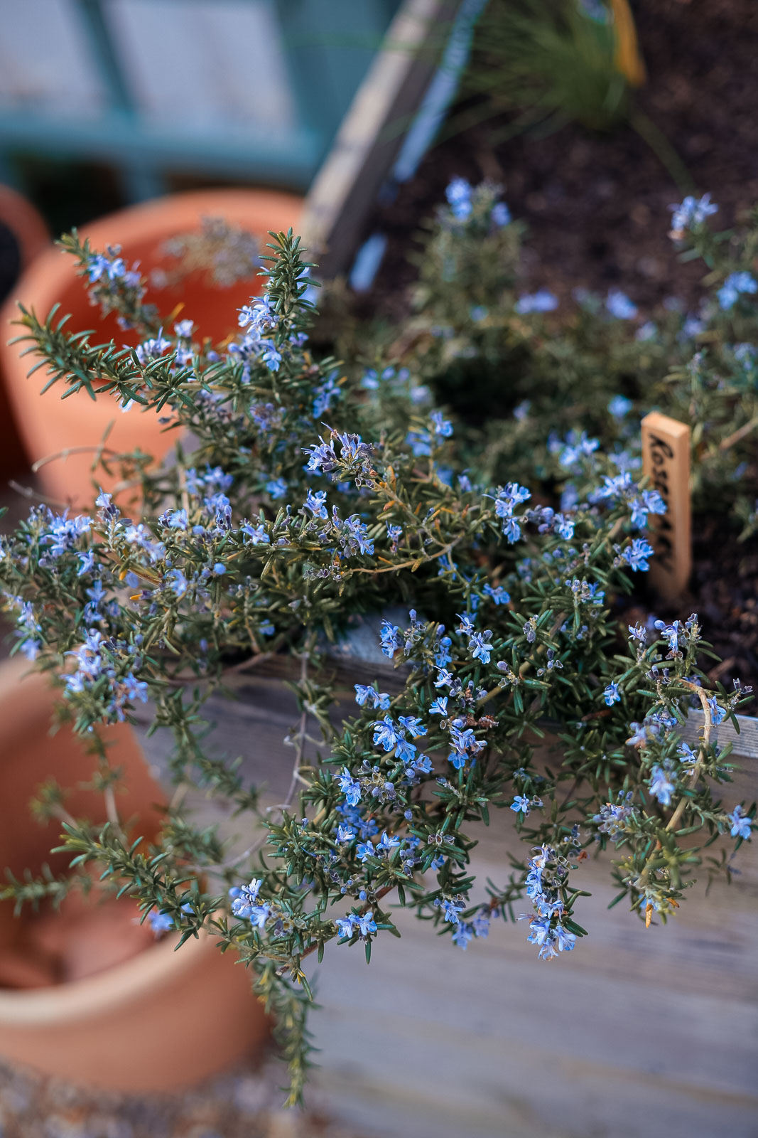 Afton Park, Isle of Wight