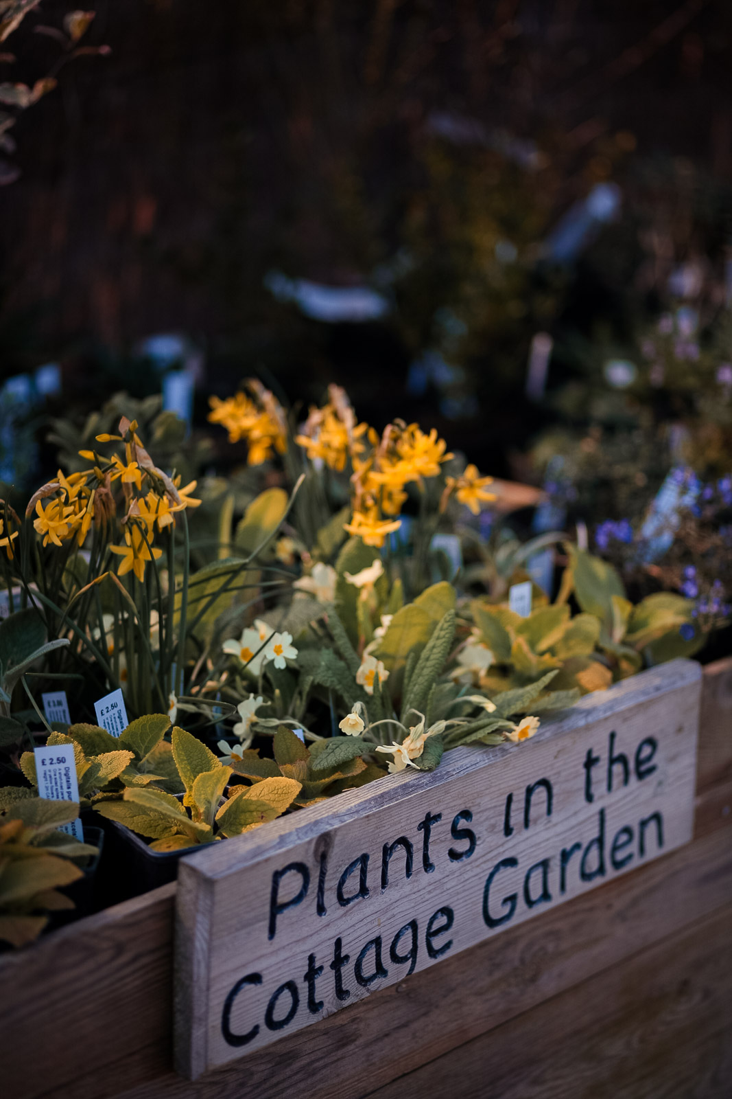 Afton Park, Isle of Wight