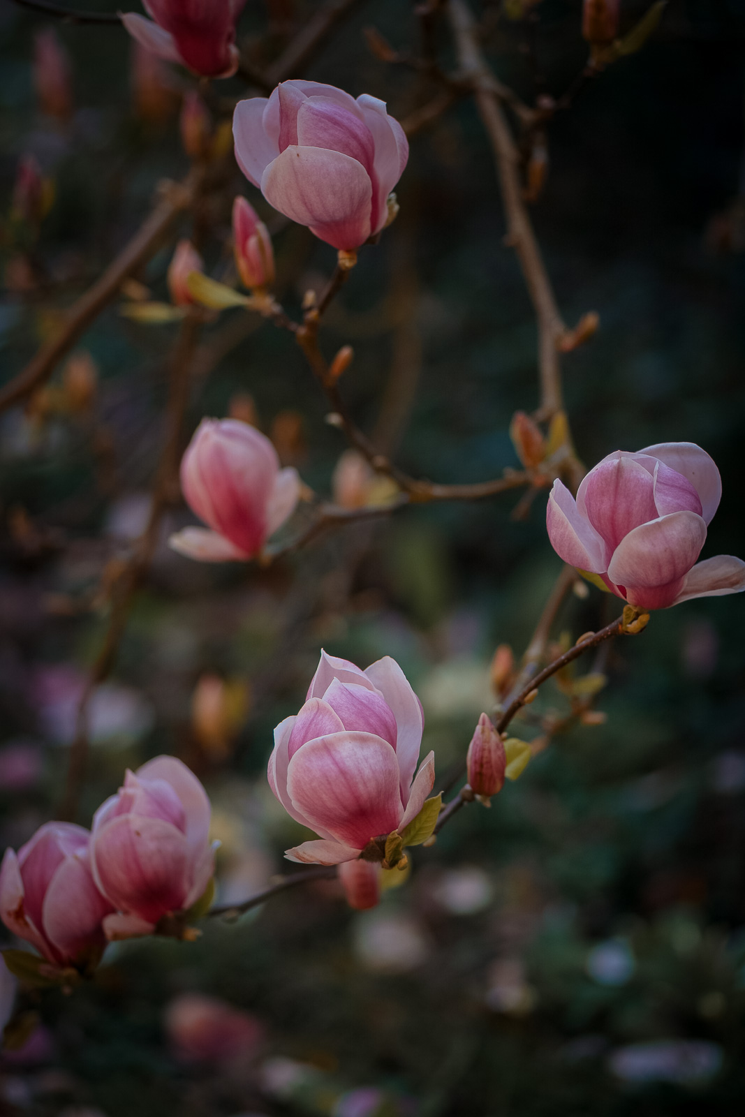 Abbey of Our Lady of Quarr, a monastery on the Isle of Wight