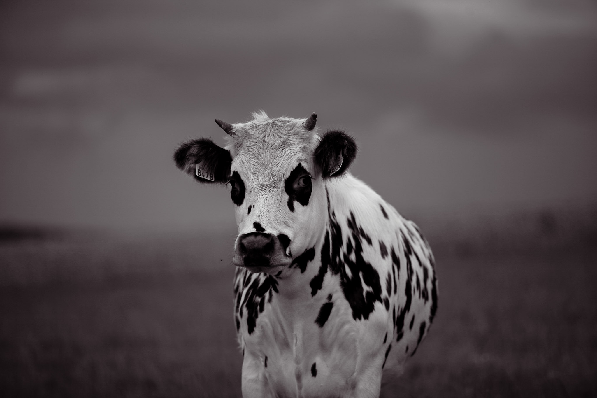 Family Life | Normandy