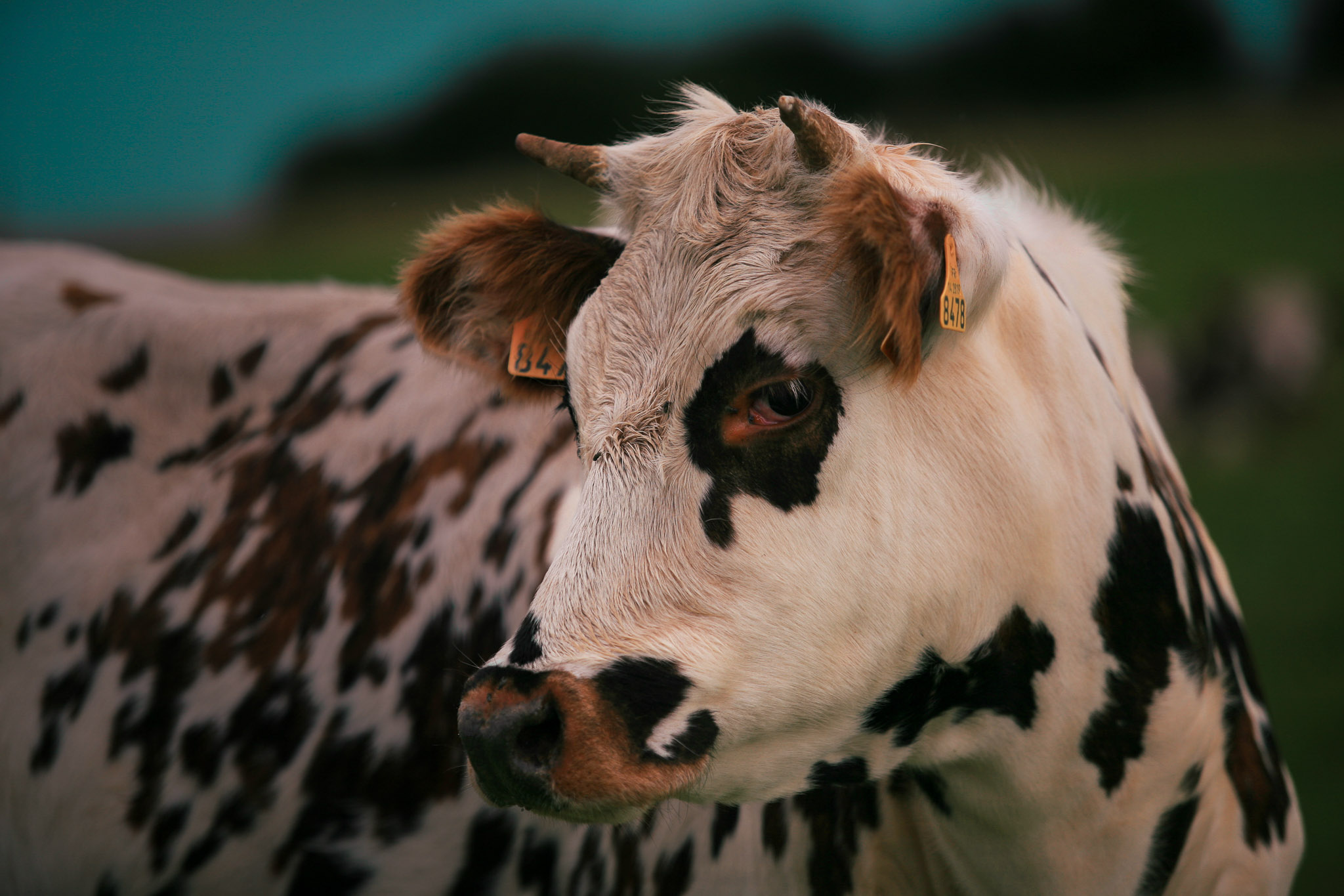Family Life | Normandy